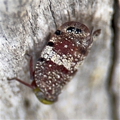 Platybrachys decemmacula at Batehaven, NSW - 21 Dec 2024