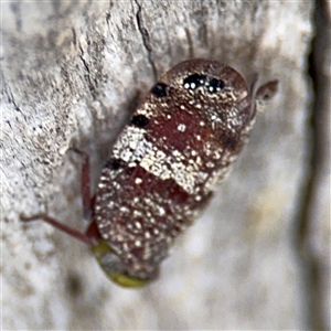 Platybrachys decemmacula at Batehaven, NSW - 21 Dec 2024 02:09 PM
