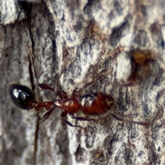 Monomorium / Chelaner (genus group) at Batehaven, NSW - 21 Dec 2024 by Hejor1