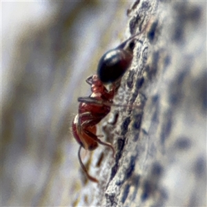 Monomorium / Chelaner (genus group) at Batehaven, NSW - 21 Dec 2024