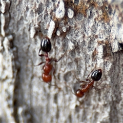 Monomorium / Chelaner (genus group) at Batehaven, NSW - 21 Dec 2024