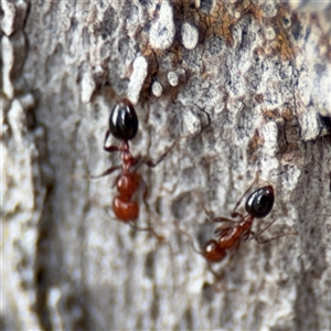 Monomorium / Chelaner (genus group) at Batehaven, NSW - 21 Dec 2024