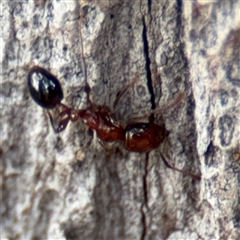 Monomorium / Chelaner (genus group) at Batehaven, NSW - 21 Dec 2024 02:10 PM