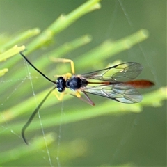 Ichneumonidae (family) at Batehaven, NSW - 21 Dec 2024 by Hejor1