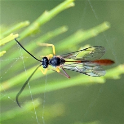 Ichneumonidae (family) at Batehaven, NSW - 21 Dec 2024 by Hejor1