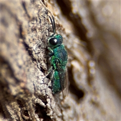 Chrysididae (family) (Cuckoo wasp or Emerald wasp) at Batehaven, NSW - 21 Dec 2024 by Hejor1