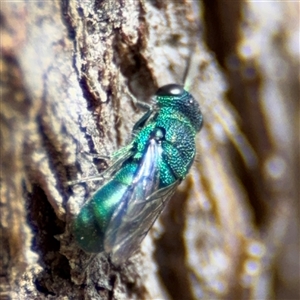 Chrysididae (family) at Batehaven, NSW - 21 Dec 2024 02:16 PM