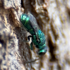 Chrysididae (family) at Batehaven, NSW - 21 Dec 2024 02:16 PM