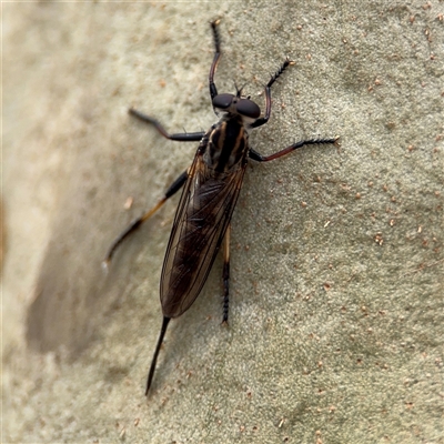 Cerdistus sp. (genus) at Batehaven, NSW - 21 Dec 2024 by Hejor1