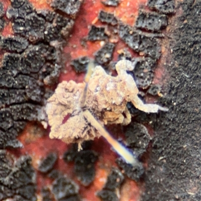 Platybrachys sp. (genus) at Batehaven, NSW - 21 Dec 2024 by Hejor1