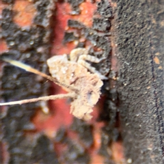 Fulgoroidea (superfamily) at Batehaven, NSW - 21 Dec 2024 02:20 PM