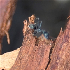 Iridomyrmex sp. (genus) at Batehaven, NSW - 21 Dec 2024 02:22 PM