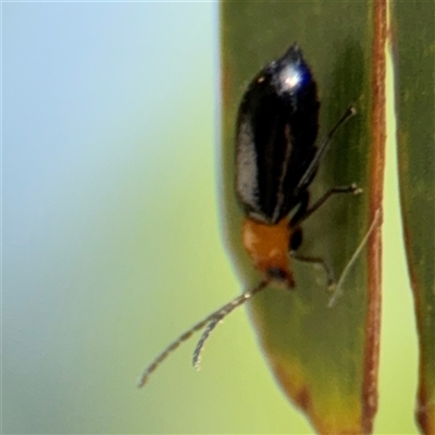 Chrysomelidae sp. (family) (Unidentified Leaf Beetle) at Batehaven, NSW - 21 Dec 2024 by Hejor1