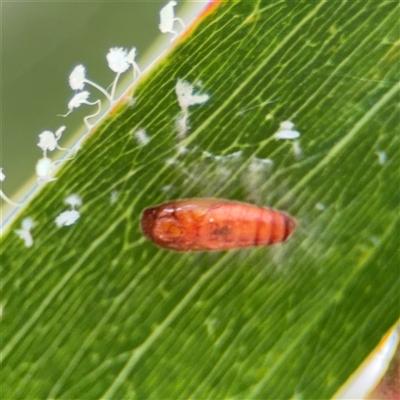 Lepidoptera unclassified IMMATURE (caterpillar or pupa or cocoon) at Batehaven, NSW - 21 Dec 2024 by Hejor1