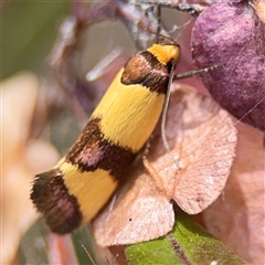 Chrysonoma fascialis at Batehaven, NSW - 21 Dec 2024 by Hejor1