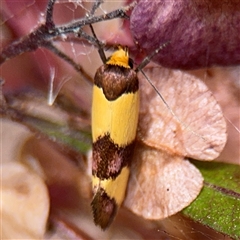 Chrysonoma fascialis at Batehaven, NSW - 21 Dec 2024