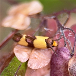 Chrysonoma fascialis at Batehaven, NSW - 21 Dec 2024