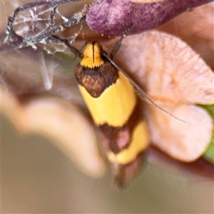 Chrysonoma fascialis at Batehaven, NSW - 21 Dec 2024