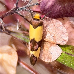 Chrysonoma fascialis at Batehaven, NSW - 21 Dec 2024