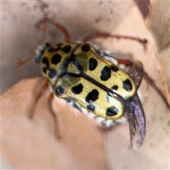 Neorrhina punctata (Spotted flower chafer) at Batehaven, NSW - 21 Dec 2024 by Hejor1