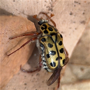 Neorrhina punctata at Batehaven, NSW - 21 Dec 2024