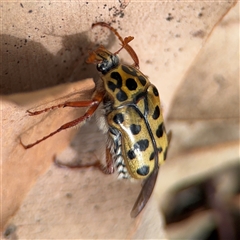 Neorrhina punctata at Batehaven, NSW - 21 Dec 2024