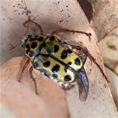 Neorrhina punctata at Batehaven, NSW - 21 Dec 2024