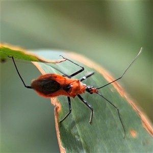 Gminatus australis at Batehaven, NSW - 21 Dec 2024 02:30 PM