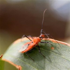 Gminatus australis at Batehaven, NSW - 21 Dec 2024 02:30 PM