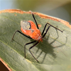 Gminatus australis at Batehaven, NSW - 21 Dec 2024 02:30 PM