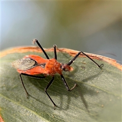 Gminatus australis at Batehaven, NSW - 21 Dec 2024 02:30 PM