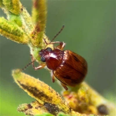 Rhyparida sp. (genus) (Leaf beetle) at Batehaven, NSW - 21 Dec 2024 by Hejor1