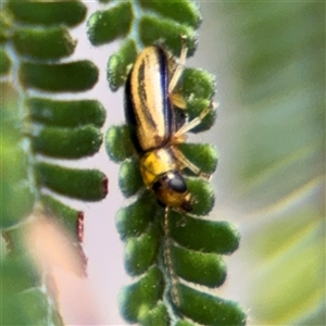 Monolepta froggatti at Batehaven, NSW - 21 Dec 2024 02:37 PM