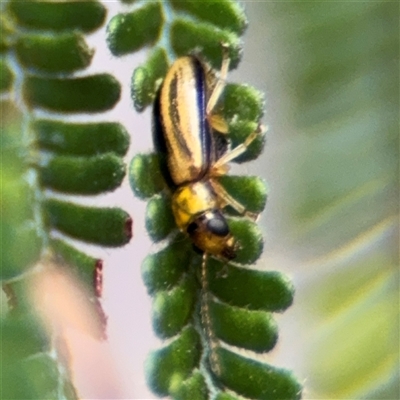 Monolepta froggatti (Leaf beetle) at Batehaven, NSW - 21 Dec 2024 by Hejor1