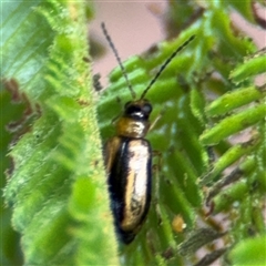 Monolepta froggatti at Batehaven, NSW - 21 Dec 2024 02:37 PM