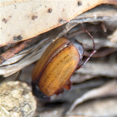 Scarabaeidae (family) at Batehaven, NSW - 21 Dec 2024 by Hejor1