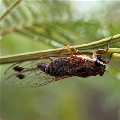 Galanga labeculata (Double-spotted cicada) at Batehaven, NSW - 21 Dec 2024 by Hejor1