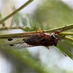 Galanga labeculata at Batehaven, NSW - 21 Dec 2024 02:41 PM
