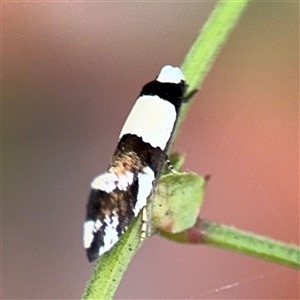 Monopis icterogastra at Batehaven, NSW - 21 Dec 2024