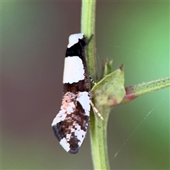 Monopis icterogastra at Batehaven, NSW - 21 Dec 2024