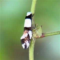 Monopis icterogastra at Batehaven, NSW - 21 Dec 2024