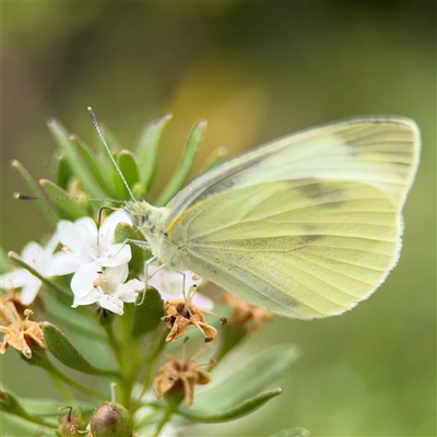 Pieris rapae at Catalina, NSW - 21 Dec 2024 by Hejor1