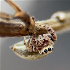 Opisthoncus serratofasciatus (Chevronned jumper) at Batehaven, NSW - 21 Dec 2024 by Hejor1