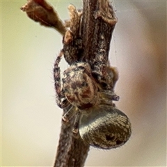 Opisthoncus serratofasciatus at Batehaven, NSW - 21 Dec 2024