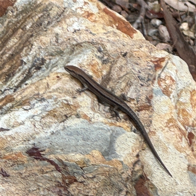 Lampropholis sp. at Batehaven, NSW - 21 Dec 2024 by Hejor1