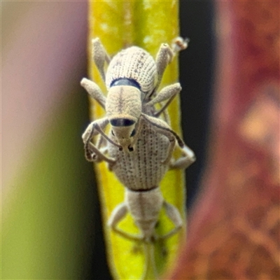 Merimnetes (genus) (A weevil) at Batehaven, NSW - 21 Dec 2024 by Hejor1