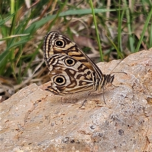 Geitoneura acantha at Bombay, NSW - 21 Dec 2024