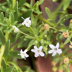 Myoporum parvifolium (Creeping Myoporum) at Batehaven, NSW - 21 Dec 2024 by Hejor1