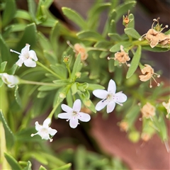 Myoporum parvifolium at Batehaven, NSW - 21 Dec 2024 02:57 PM