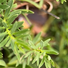 Myoporum parvifolium at Batehaven, NSW - 21 Dec 2024 02:57 PM